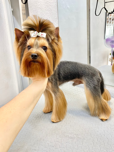 PetStopPlace | Grooming Studio