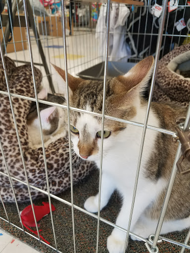 Pet Supply Store «Petco Animal Supplies», reviews and photos, 6761 Westminster Ave, Westminster, CA 92683, USA