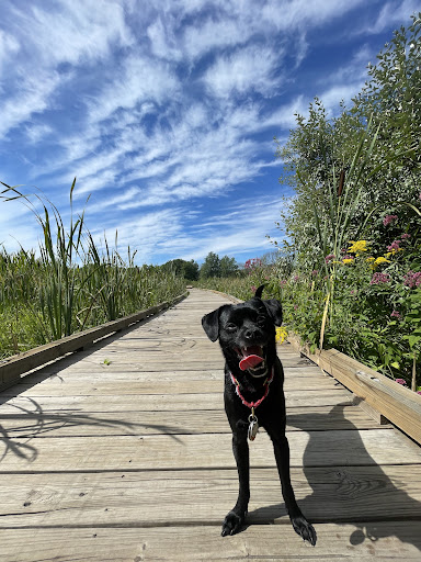 Park «Mary Cummings Park», reviews and photos, 25 Blanchard Rd, Burlington, MA 01803, USA