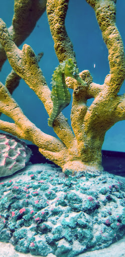 Tropical Fish Store «Tropi-Quatics Pet Center», reviews and photos, 337 S Main St, Lombard, IL 60148, USA