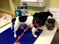 City Creatures Animal Hospital - Photo 8 - Car repair in Buffalo, NY, Buffalo