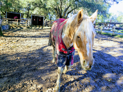 Grocery Store «Roberts Market & Liquor», reviews and photos, 3015 Woodside Rd, Redwood City, CA 94062, USA