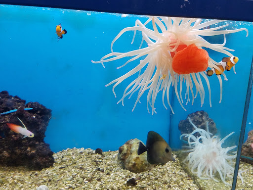 Pet Supply Store «Petco Animal Supplies», reviews and photos, 86 Storrs Rd, Mansfield Center, CT 06250, USA