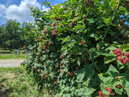 Farm «Alstede Farms», reviews and photos, 1 Alstede Farms Ln, Chester, NJ 07930, USA