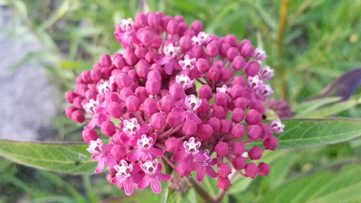 Park «Bicentennial Riverfront Park», reviews and photos, 301 E Hydraulic St, Yorkville, IL 60560, USA