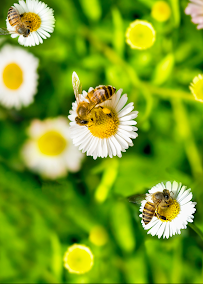 A bees needs - Photo 8 - Car repair in , Kingsport