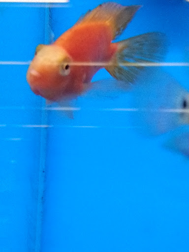 Pet Supply Store «Petco Animal Supplies», reviews and photos, 187 Stonebrook Pl, Jackson, TN 38305, USA