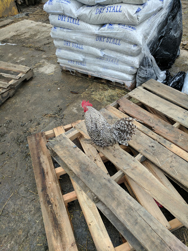 Pet Supply Store «Silva Ranches Feed Store», reviews and photos, 12310 Santa Teresa Blvd, San Martin, CA 95046, USA