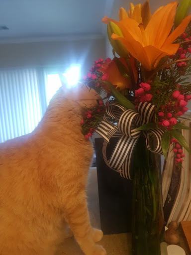 Florist «Cityview Florist and Gifts», reviews and photos, 6112 Bryant Irvin Rd, Fort Worth, TX 76132, USA