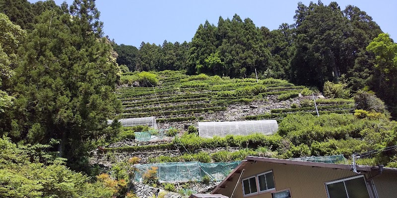 瀬尻の段々茶園