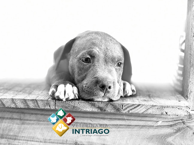 Intriago Veterinaria - Veterinario