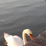 Photo n°4 de l'avis de Claudia.i fait le 30/08/2021 à 11:39 sur le  Zanzara à Mantua