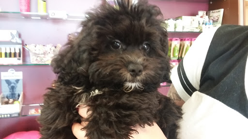 Pet Supply Store «Lil Rascals», reviews and photos, 10035 Gulf Center Dr #105, Fort Myers, FL 33913, USA