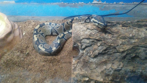 Pet Store «World Wide Pets», reviews and photos, 1307 Fayetteville Rd, Van Buren, AR 72956, USA