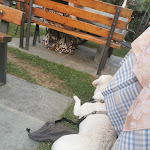 Photo n°4 de l'avis de Ralle.c fait le 04/09/2023 à 08:12 sur le  Grill Garden à Domaso