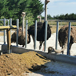 Photo n°2 de l'avis de Karsten.o fait le 18/08/2020 à 16:15 sur le  Hofladen Straussenfarm Ostseeblick à Hohenfelde