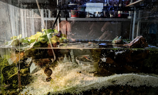 Tropical Fish Store «Sunset Pet & Supplies», reviews and photos, 1373 Sunset Blvd, Los Angeles, CA 90026, USA