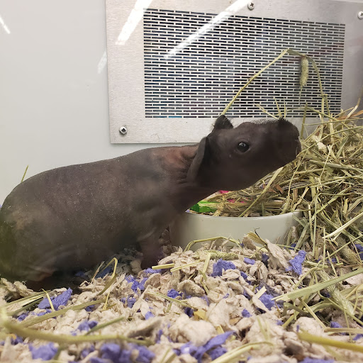 Pet Supply Store «Petco Animal Supplies», reviews and photos, 10025 N Michigan Rd #160, Carmel, IN 46032, USA