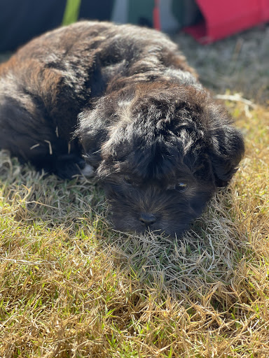 Pet Store «Tri-Creek Kennels», reviews and photos, 5641 US-129, Pendergrass, GA 30567, USA