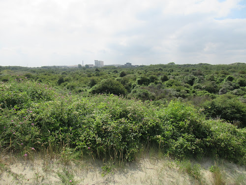 Dune Dewulf à Leffrinckoucke