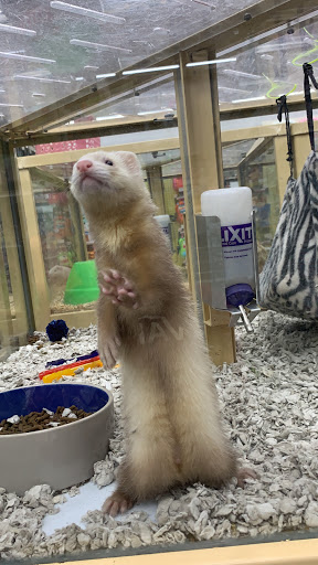 Pet Supply Store «Pet Supermarket», reviews and photos, 4500 N State Rd 7, Pompano Beach, FL 33073, USA