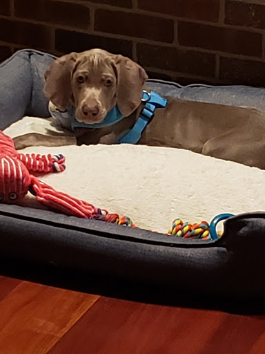 Pet Store «Furry Babies Inc», reviews and photos, 3340 Mall Loop Dr, Joliet, IL 60431, USA