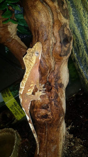 Pet Store «Animal Ark», reviews and photos, 2730 Brookdale Dr, Kingwood, TX 77339, USA