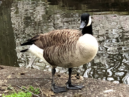 Park «Kingsland Park», reviews and photos, 258 Rutgers Pl, Nutley, NJ 07110, USA