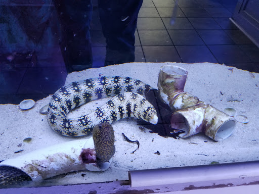 Tropical Fish Store «Greenwich Aquaria», reviews and photos, 1064 E Putnam Ave, Riverside, CT 06878, USA