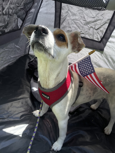 Veterinary Emergency Group image