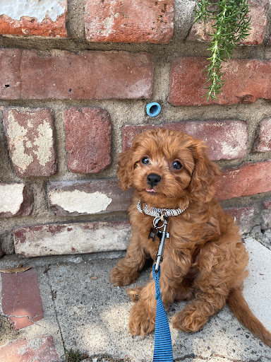 Pet Store «Naked Dog Bistro», reviews and photos, 424 Forest Ave, Laguna Beach, CA 92651, USA