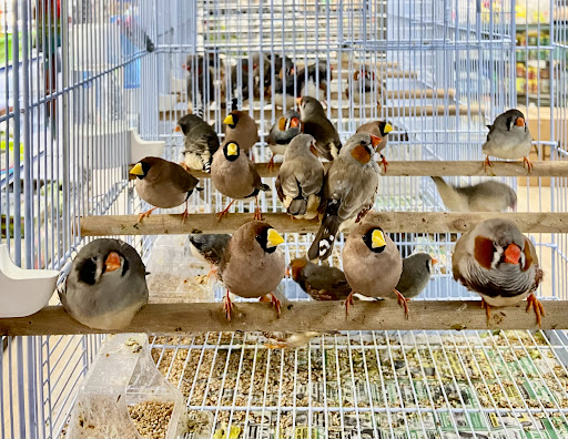 Pet Supply Store «Neighborhood Pet Shop», reviews and photos, 574 Hialeah Dr, Hialeah, FL 33010, USA