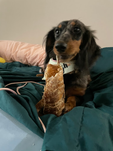 Pet Supply Store «Woof Gang Bakery & Grooming Lake Mary», reviews and photos, 1210 International Pkwy #118, Lake Mary, FL 32746, USA