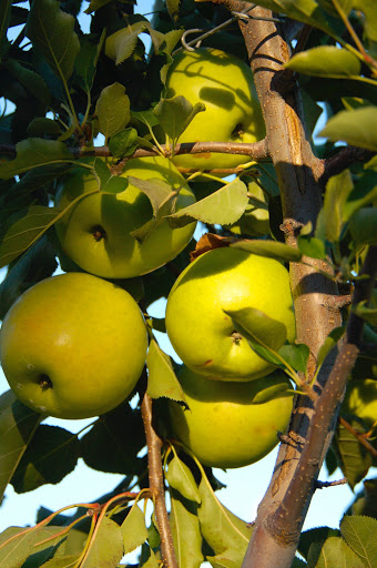 Parks Farms, 525 NJ-24, Chester, NJ 07930, USA, 