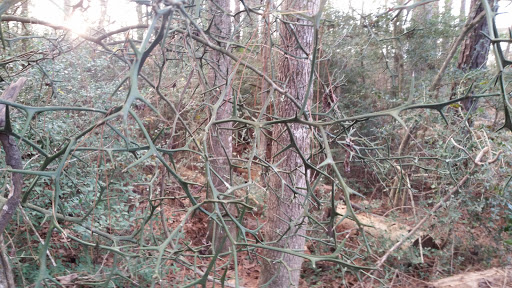 Park «Dennis Johnston Park», reviews and photos, 709 Riley Fuzzel Rd, Spring, TX 77373, USA