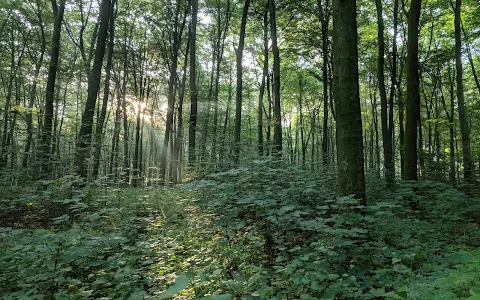 Köllnischer Wald image