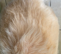 Luxury Grooming Rooming and Daycare - Photo 9 - Car repair in Shreveport, LA, Shreveport