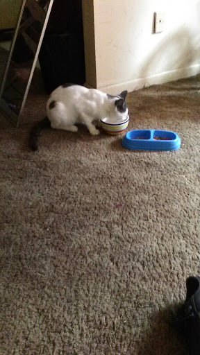 Indoor Sports Center «Koeppel Community Sports Center», reviews and photos, 175 New Britain Ave, Hartford, CT 06114, USA