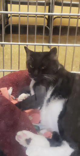 Pet Supply Store «PetSmart», reviews and photos, 9041 Snowden Square Dr, Columbia, MD 21045, USA