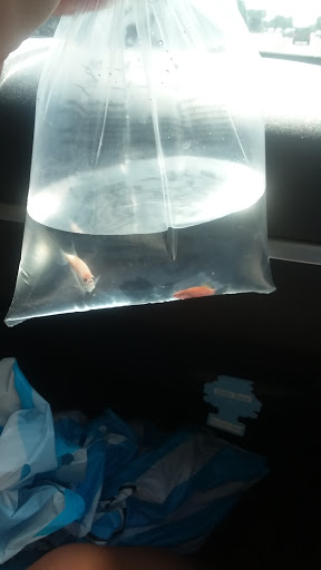 Pet Supply Store «Pet Supplies Plus», reviews and photos, 22124 Ecorse Rd, Taylor, MI 48180, USA