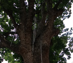 Kalibata's 120 Year Old Mahoni Tree photo