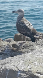 Photo n°68 de Art Beach by Victoria à Cagnes-sur-Mer ()