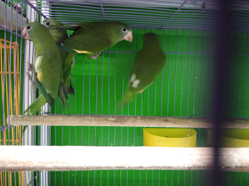 Pet Store «Inez Pet Shop», reviews and photos, 3825 Whittier Blvd, Los Angeles, CA 90023, USA