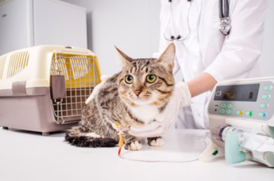 Rezensionen über Kleintierpraxis Dr. Claudia Keller in Zürich - Tierarzt