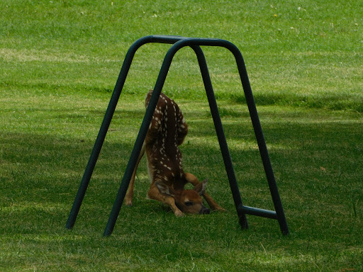 Country Club «Livingston Country Club», reviews and photos, 4436 Lakeville Rd, Geneseo, NY 14454, USA