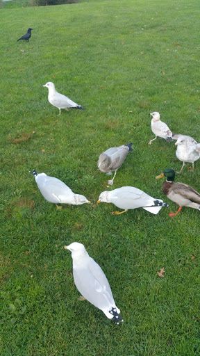 Park «Juanita Beach Park», reviews and photos, 9703 NE Juanita Dr, Kirkland, WA 98034, USA