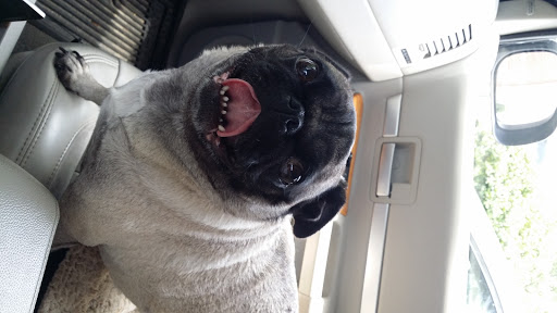 Pet Supply Store «PetSmart», reviews and photos, 142 Woodstock Square Ave, Woodstock, GA 30189, USA