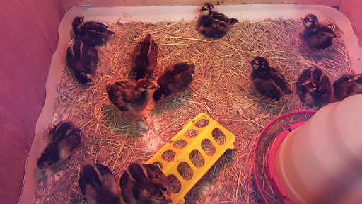 Pet Supply Store «O K Country Feed & Supply», reviews and photos, 250 Main St, Sweet Home, OR 97386, USA