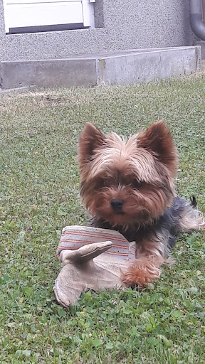 Taina Häse unter Dresden, 