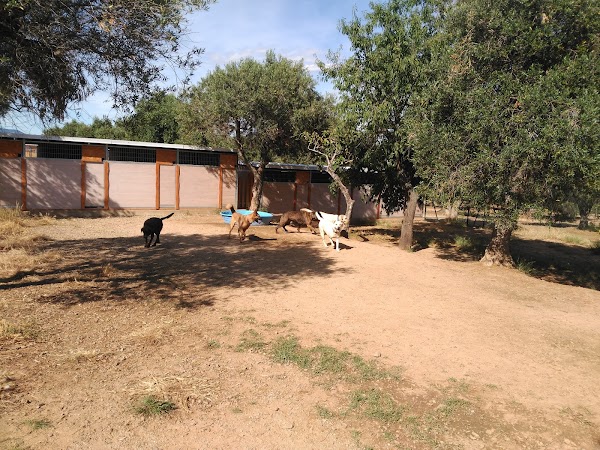 Residencia Canina Can Olivera